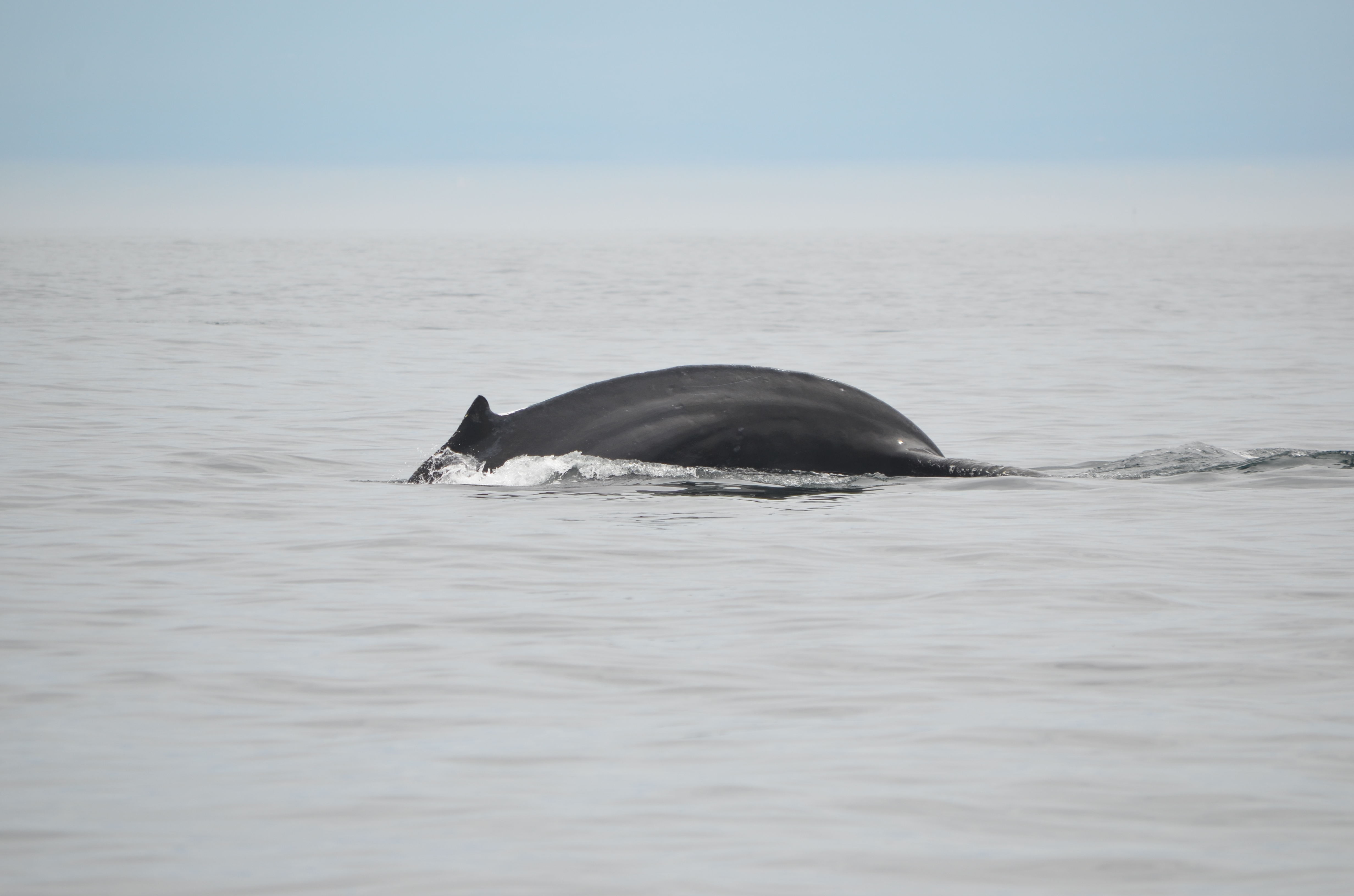 photos/wildlife/Mammal_Species/Humpback Whale/DSC_0148.JPG